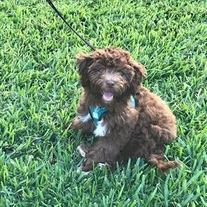 Meet your Posher, Annie